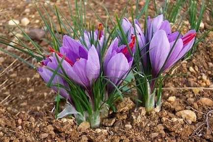 Crocus - plantarea și îngrijirea pe teren deschis în primăvară și toamnă, foto, video