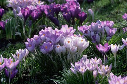 Crocus - plantarea și îngrijirea pe teren deschis în primăvară și toamnă, foto, video