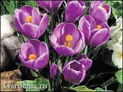 Crocus în grădină