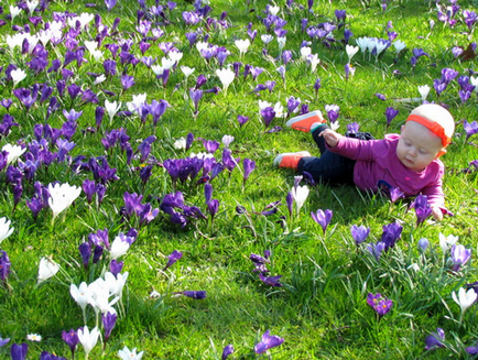 Crocusuri în grădină, idei frumoase pentru grădină