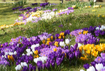 Crocusuri în grădină, idei frumoase pentru grădină