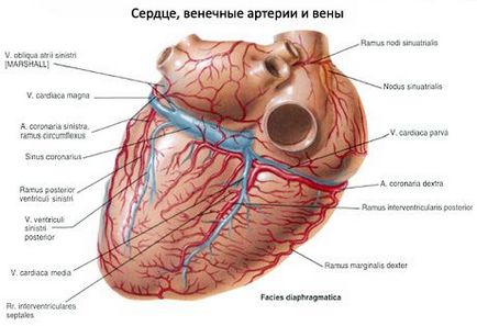 Vasele sanguine și limfatice ale inimii, competente în privința sănătății pe ilive