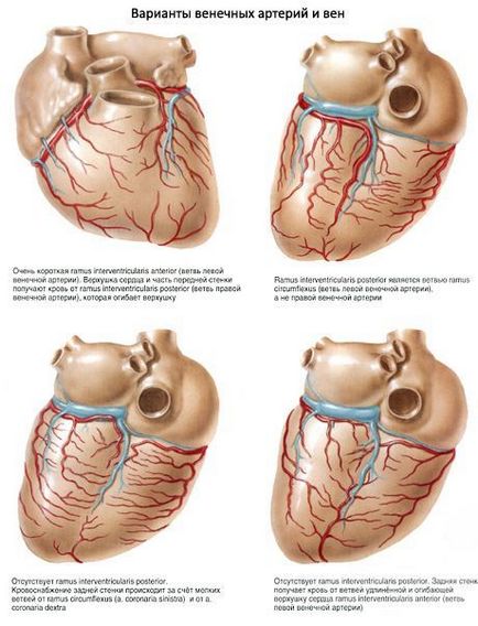 Vasele sanguine și limfatice ale inimii, competente în privința sănătății pe ilive