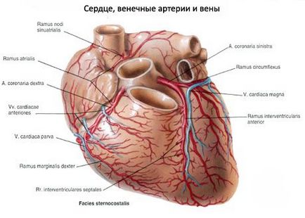 Vasele sanguine și limfatice ale inimii, competente în privința sănătății pe ilive