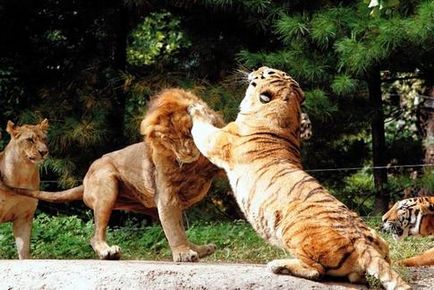 Cine este mai puternic - o bătălie de leu sau de tigru a titanilor