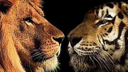 Ki az erősebb - az oroszlán vagy a tigris Clash of the Titans