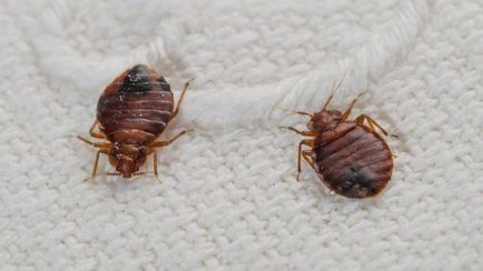 Cucaracha de la recenzii de albine, instrucțiuni - remediu eficient