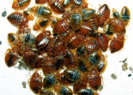 Cucaracha de la recenzii de paianjeni, instrucțiuni - un remediu eficient