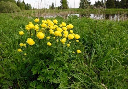 Floarea este cultivarea și aplicarea europeană