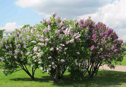 Floarea este cultivarea și aplicarea europeană