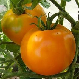 Купити розсаду томата красавчик в москві з доставкою поштою по всій росії - інтернет-магазин все