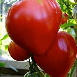 Купити розсаду томата красавчик в москві з доставкою поштою по всій росії - інтернет-магазин все