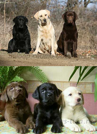 Câine Labrador retriever al mileniului - câini în tule