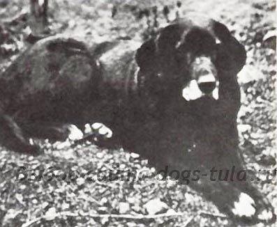 Câine Labrador retriever al mileniului - câini în tule