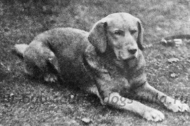 Câine Labrador retriever al mileniului - câini în tule