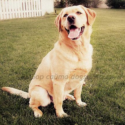 Câine Labrador retriever al mileniului - câini în tule