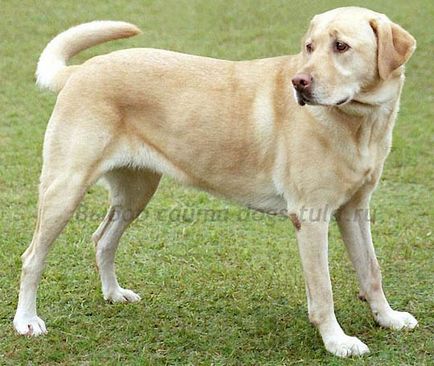 Câine Labrador retriever al mileniului - câini în tule