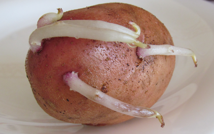 Лікування артриту паростками картоплі настоянка