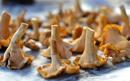 Tratamentul hemintezei cu chanterelle