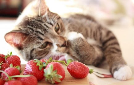 Tratamentul viermilor la pisici, identificarea simptomelor și identificarea tipurilor