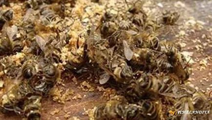 Лікування раку бджолиним підмором