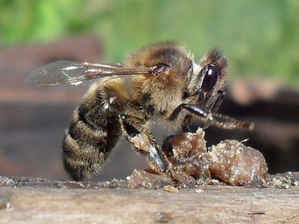 Tratam acneea si acneea cu propolis cele mai eficiente retete