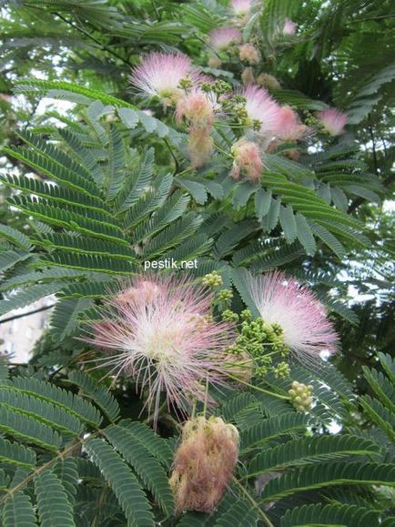 Lenkoran Acacia (Albitius) vetőmag