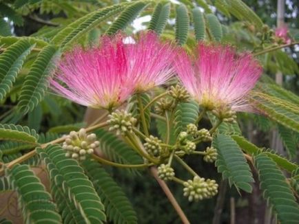 Lankaran salcam (albire de mătase) plantare și îngrijire, reproducere, fotografie