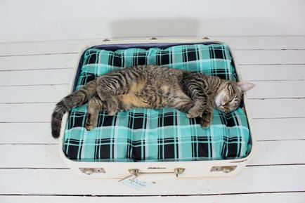 Ágyak macskáknak kezüket egy régi bőrönd