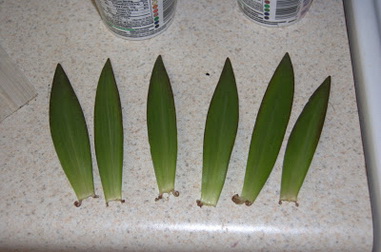 Lily of the East, varietăți de crini fotografie, nume și descriere, harvestor vesel