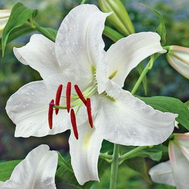 Lily of the East, varietăți de crini fotografie, nume și descriere, harvestor vesel