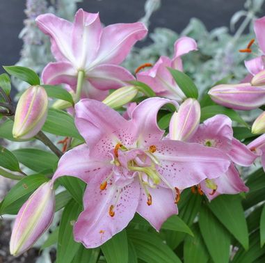 Lily Oriental, fajta liliom fényképét, nevét és leírását, vidám urozhaynik