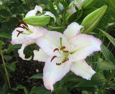 Lily of the East, varietăți de crini fotografie, nume și descriere, harvestor vesel