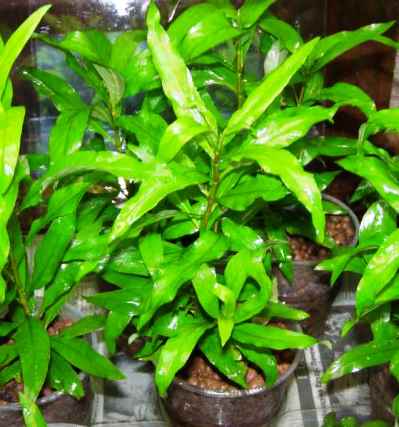 Lemongrass este o plantă de acvariu