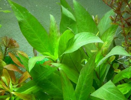 Lemongrass acvariu îngrijire plante de reproducție descriere fotografie, pește de acvariu