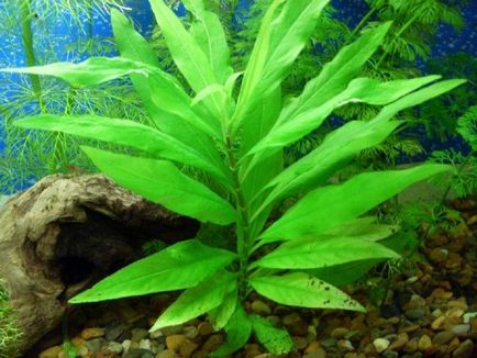 Lemongrass acvariu îngrijire plante de reproducție descriere fotografie, pește de acvariu