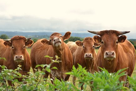 Лімузинська породи корів фото, опис, зміст