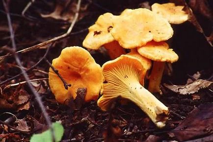 Chanterelle de la paraziți beneficiu, rețete și metode de utilizare