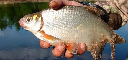 Ловля густери і способи її підгодовування на водоймах, рибалка рибалку бачить здалеку