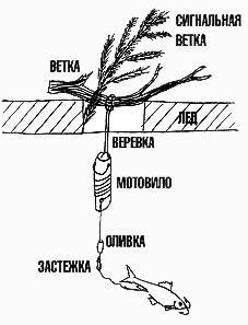 Fogása samolovki hogy mit fogni tokhal