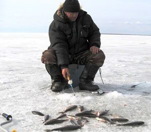 Ловля плотви взимку - рекомендації новачкам