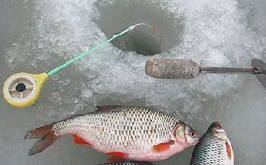 Catching csótány tél - Javaslatok kezdőknek