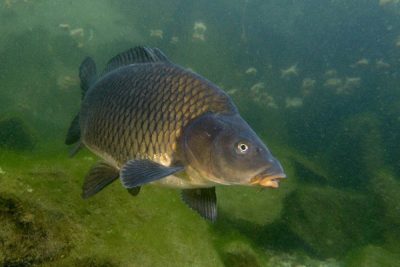 Catching crap pe râu ce se ocupă și momeala de a folosi