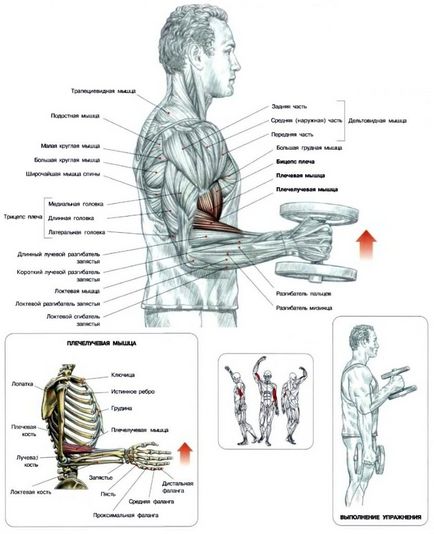 A legjobb gyakorlatok kezét a bicepsz otthon