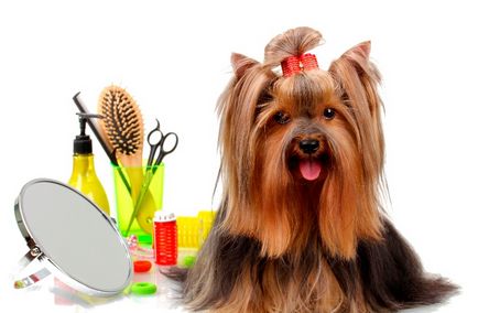 Clipper kutyák hogyan kell kiválasztani a haj eszközök, mint a késeket mechanikus