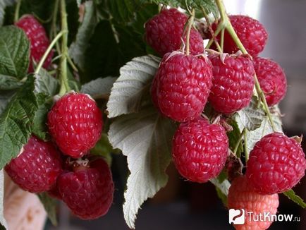 Raspberry oil retete, unde sa cumpere, compozitie