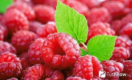 Raspberry oil retete, unde sa cumpere, compozitie