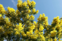 Mimosa (65 imagini) descriere, specii, reguli de plantare și îngrijire, reproducere, decorativitate, aplicare în