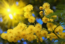 Mimosa (65 imagini) descriere, specii, reguli de plantare și îngrijire, reproducere, decorativitate, aplicare în