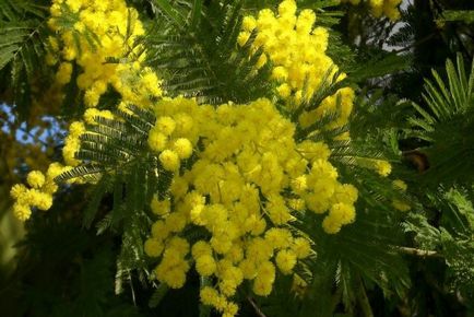 Mimosa (65 imagini) descriere, specii, reguli de plantare și îngrijire, reproducere, decorativitate, aplicare în